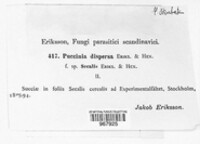 Puccinia dispersa image